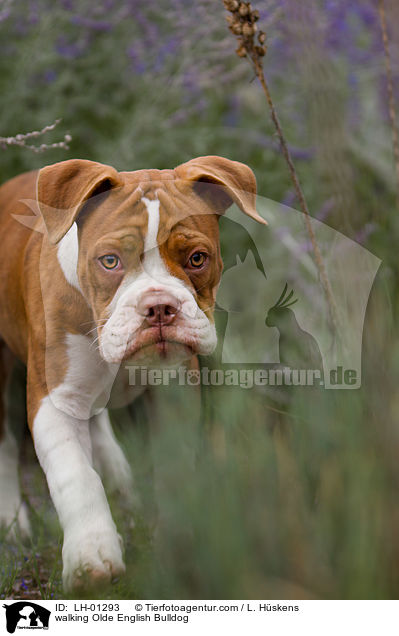 walking Olde English Bulldog / LH-01293