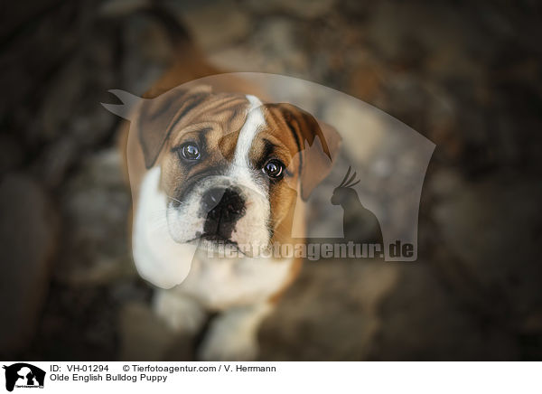 Olde English Bulldog Puppy / VH-01294