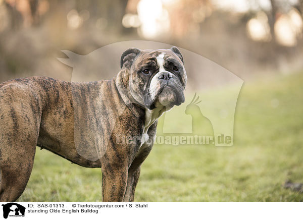 standing Olde English Bulldog / SAS-01313
