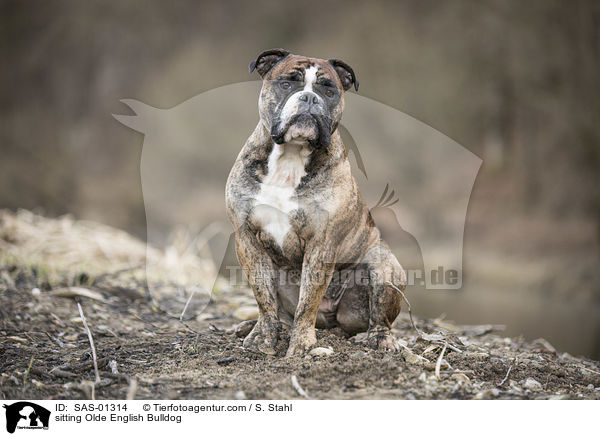 sitting Olde English Bulldog / SAS-01314