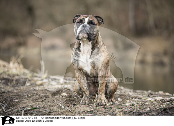 sitting Olde English Bulldog / SAS-01315