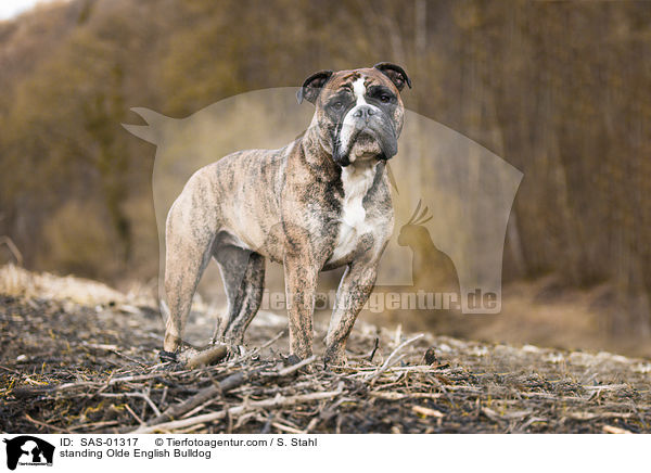 standing Olde English Bulldog / SAS-01317