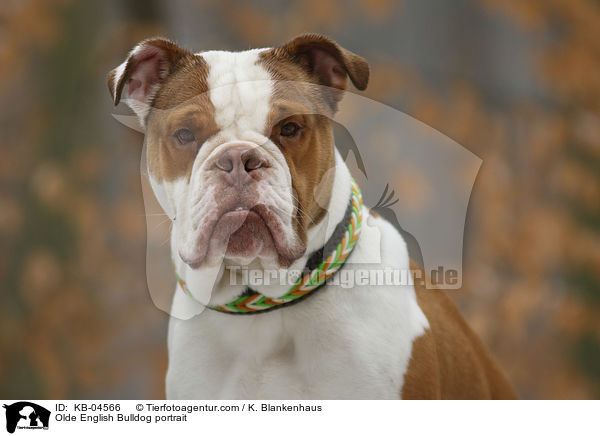 Olde English Bulldog portrait / KB-04566
