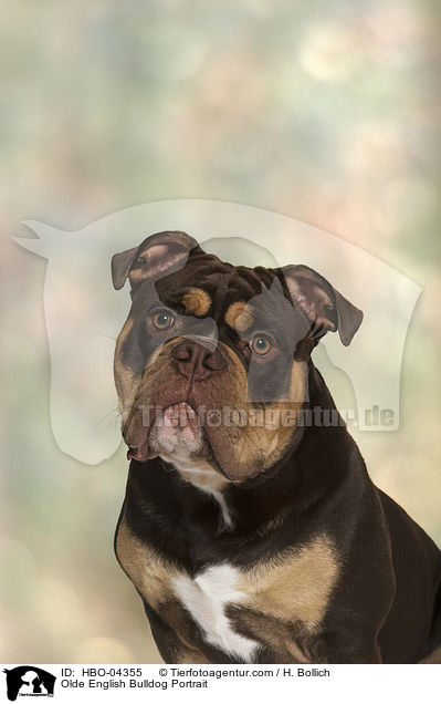 Olde English Bulldog Portrait / HBO-04355