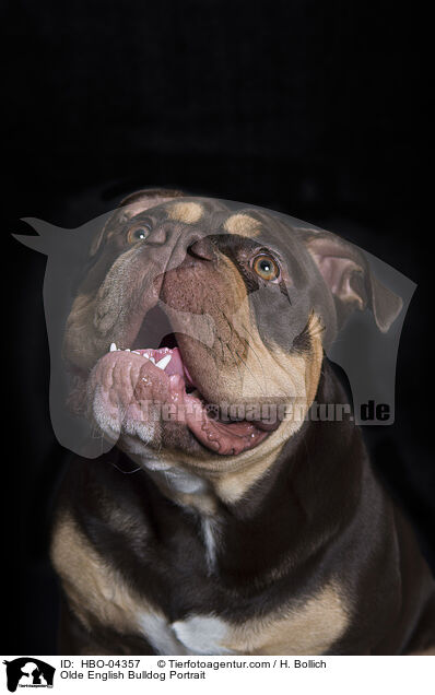 Olde English Bulldog Portrait / HBO-04357