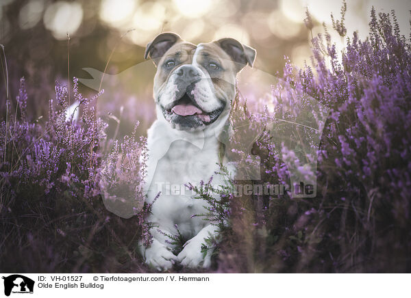 Olde English Bulldog / Olde English Bulldog / VH-01527