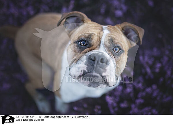 Olde English Bulldog / Olde English Bulldog / VH-01534