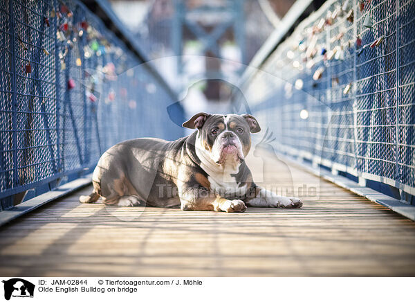Olde English Bulldog on bridge / JAM-02844