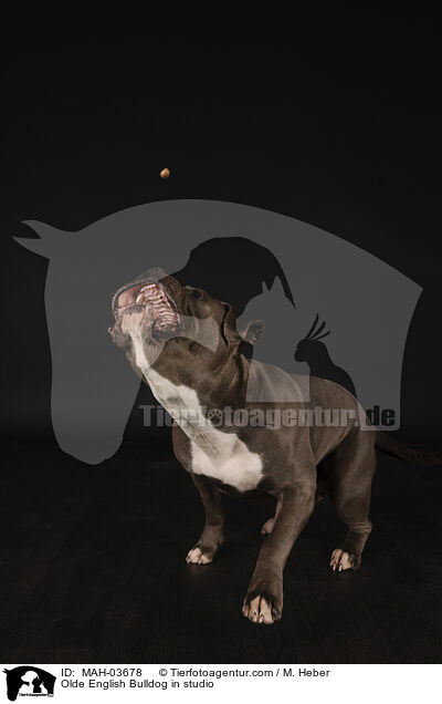 Olde English Bulldog in studio / MAH-03678