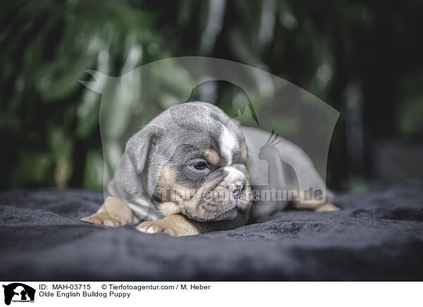 Olde English Bulldog Puppy / MAH-03715
