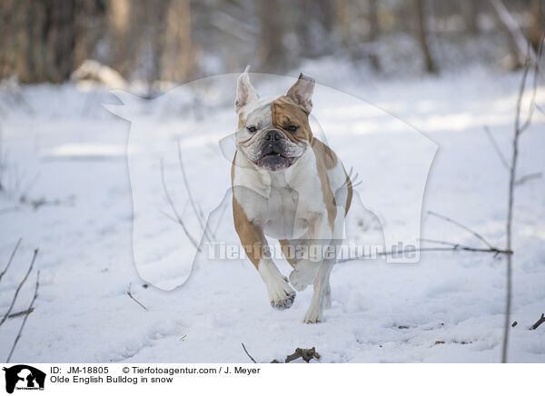 Olde English Bulldog in snow / JM-18805