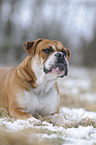 Olde English Bulldog