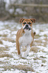 running Olde English Bulldog