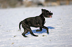 Olde English Bulldog  in snow