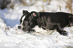 Olde English Bulldog  in snow