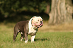 Olde English Bulldog