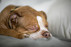 Olde English Bulldog puppy