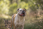 Olde English Bulldog