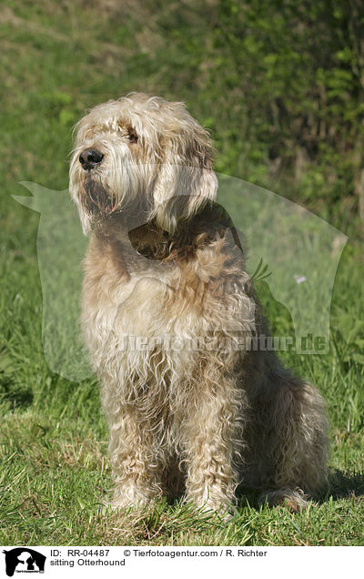 sitzender / sitting Otterhound / RR-04487