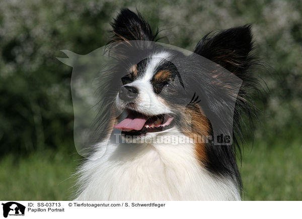 Papillon Portrait / SS-03713