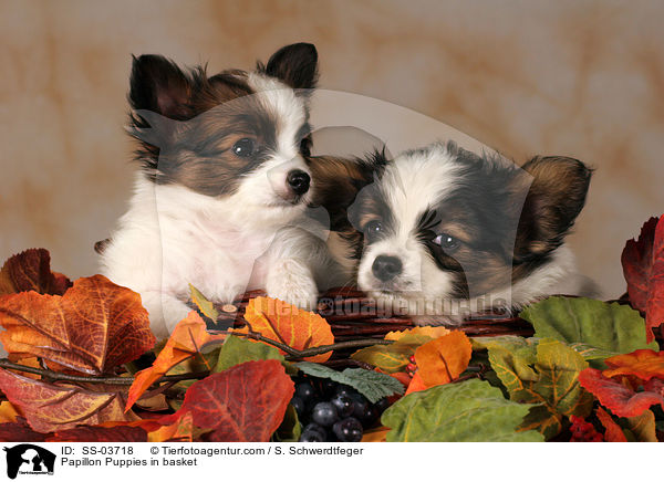 Papillon Puppies in basket / SS-03718