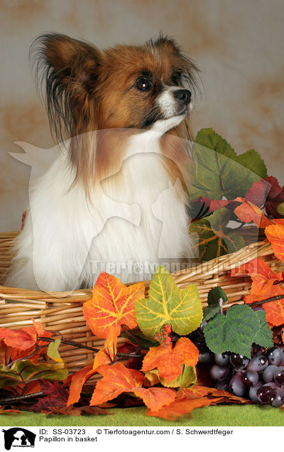Papillon in basket / SS-03723