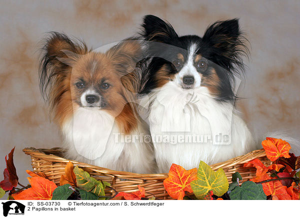 2 Papillons in basket / SS-03730