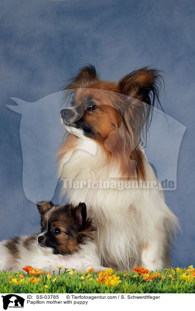 Papillon Hndin mit Welpen / Papillon mother with puppy / SS-03785