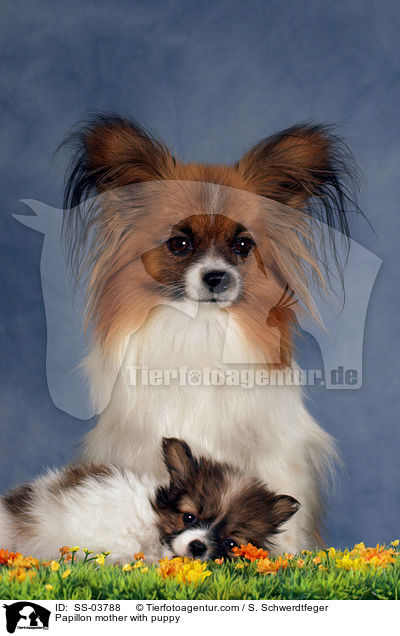 Papillon Hndin mit Welpen / Papillon mother with puppy / SS-03788