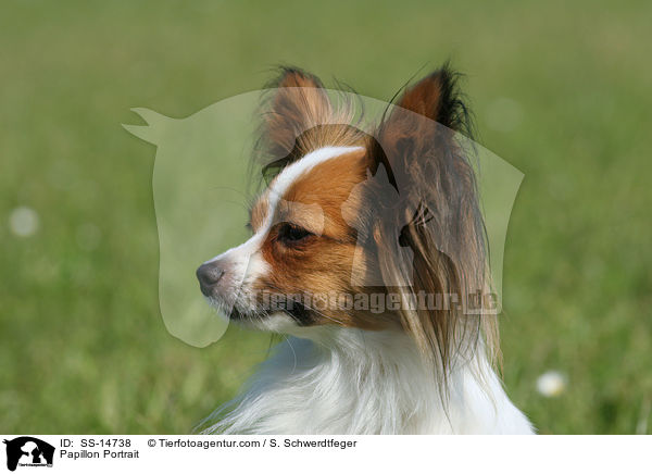 Papillon Portrait / Papillon Portrait / SS-14738