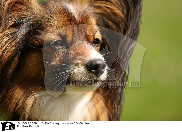 Papillon Portrait / Papillon Portrait / DG-02056