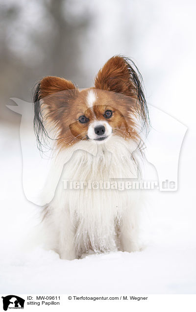 sitting Papillon / MW-09611