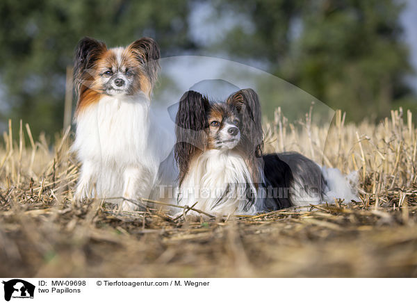 two Papillons / MW-09698