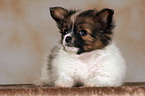 lying Papillon Puppy