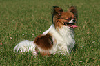 sitting Papillon