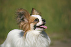 Papillon Portrait