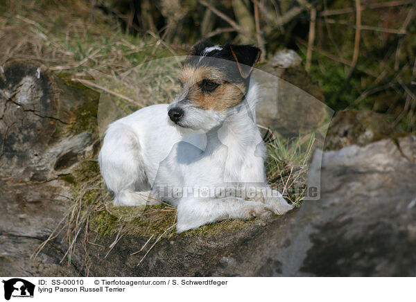 liegender Parson Russell Terrier / lying Parson Russell Terrier / SS-00010