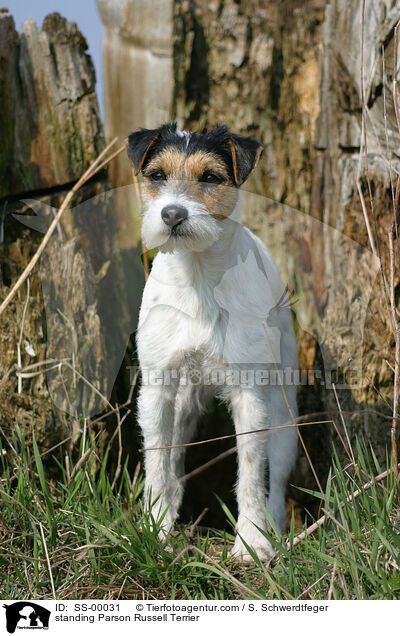 stehender Parson Russell Terrier / standing Parson Russell Terrier / SS-00031