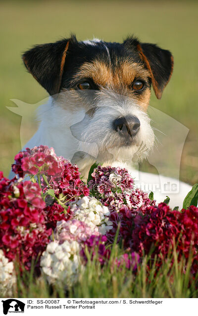 Parson Russell Terrier Portrait / Parson Russell Terrier Portrait / SS-00087