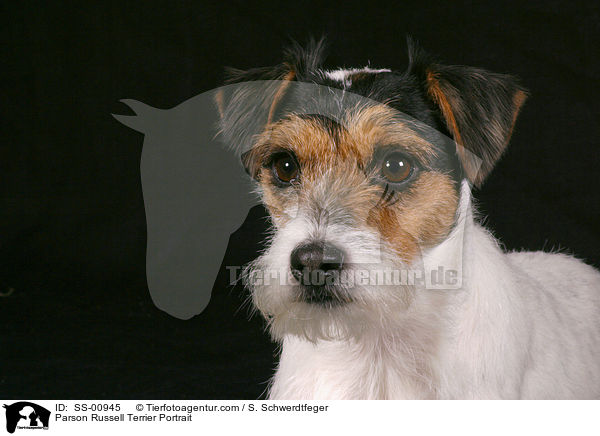 Parson Russell Terrier Portrait / Parson Russell Terrier Portrait / SS-00945