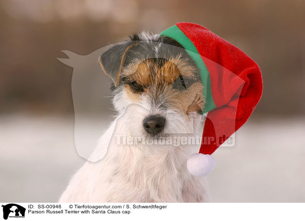 Parson Russell Terrier mit Weihnachtsmtze / Parson Russell Terrier with Santa Claus cap / SS-00946