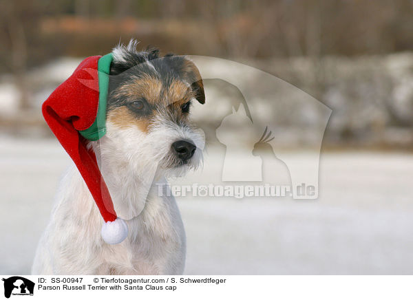 Parson Russell Terrier mit Weihnachtsmtze / Parson Russell Terrier with Santa Claus cap / SS-00947
