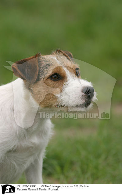 Parson Russell Terrier Portrait / Parson Russell Terrier Portrait / RR-02991