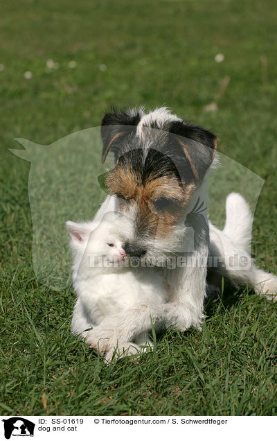 Hund und Katze / dog and cat / SS-01619