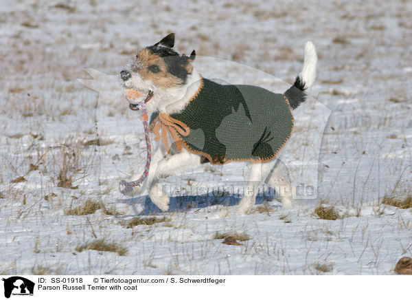 Parson Russell Terrier mit Mantel / Parson Russell Terrier with coat / SS-01918