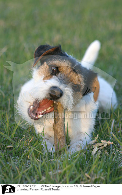 knabbernder Parson Russell Terrier / gnawing Parson Russell Terrier / SS-02511