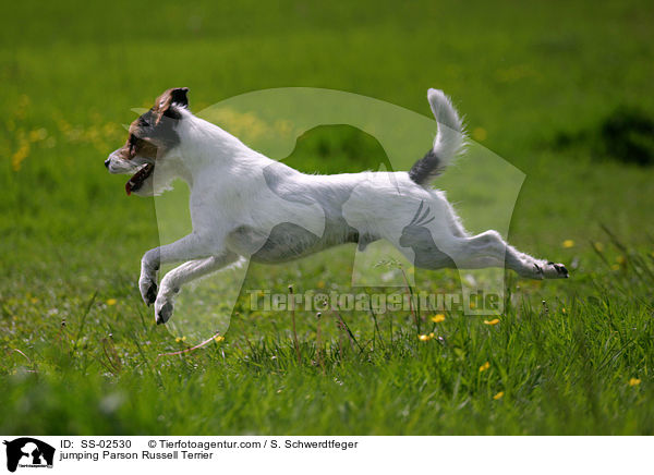 springender Parson Russell Terrier / jumping Parson Russell Terrier / SS-02530