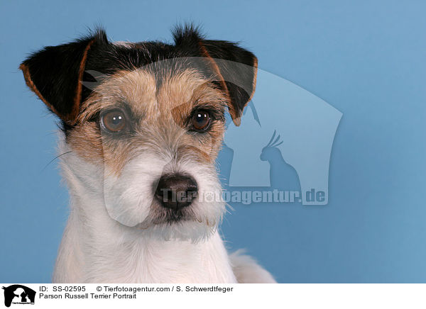 Parson Russell Terrier Portrait / Parson Russell Terrier Portrait / SS-02595