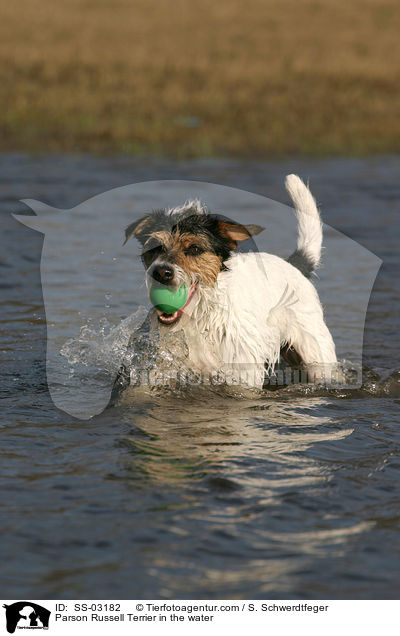 Parson Russell Terrier im Wasser / Parson Russell Terrier in the water / SS-03182