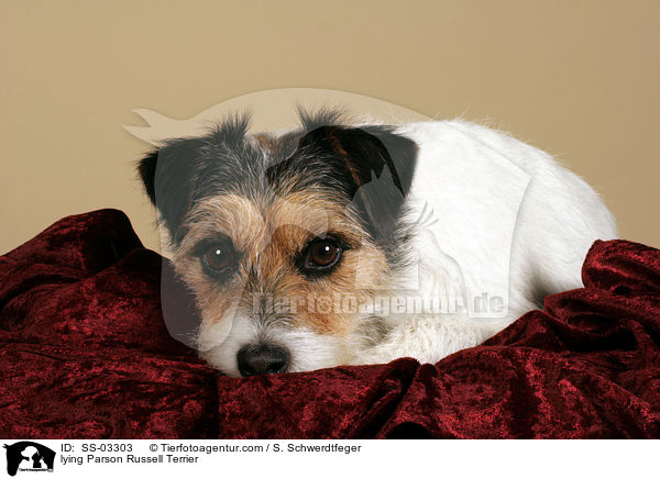 liegender Parson Russell Terrier / lying Parson Russell Terrier / SS-03303